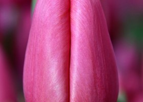 Tulipa Ace Pink (3)